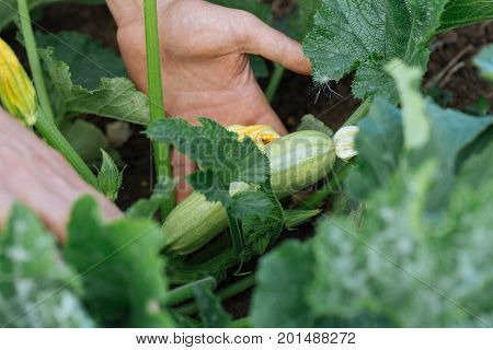 Close-up hands of male farmer checking growing young squash at field organic eco farm. Zucchini cultivation.