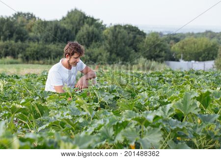 Farmer sitting on the zucchini field at organic farm. Portrait of gardener inspecting young squash.
