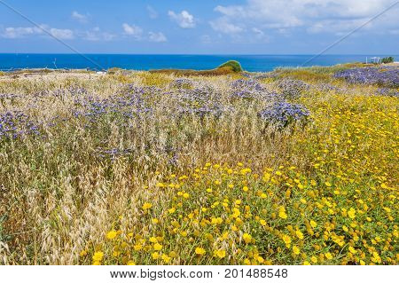 Dunes on the Shore of the Mediterranean Sea in Israel. Spring flowers in the Israeli Apollonia national park