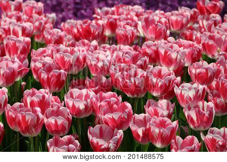 Pink and white striped tulip Caramba flower bulbs in backlight