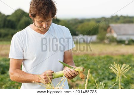 Farmer inspecting corn crop at field of organic eco farm. Rancher holding corn in the hands.