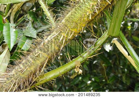 tree trunk full with thorn in forest