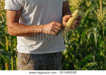 Crop image of farmer holding corn cob in hand in corn field. Farmer checking corn to prepare for harvesting at organic eco farm.