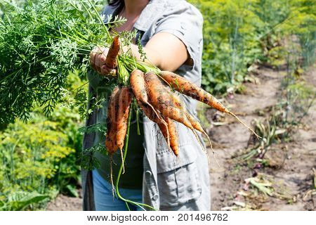 Carrots Handpicked Just From The Ground With Dirt On Them
