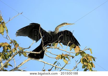 Anhinga (aka Snakebird American Darter) Spreading its Wings about to take off from the Top of a Tree. Rio Claro Pantanal Brazil