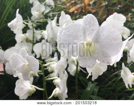Dendrobium Stefanie Sun - pure white hybrid orchid flower
