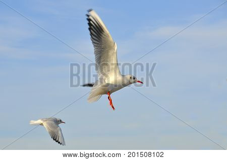 Seagull flying in the blue sky. Beautiful landscape