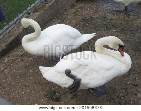 Mute Swan resting on one leg next to River Thanes in Reading Berkshire England