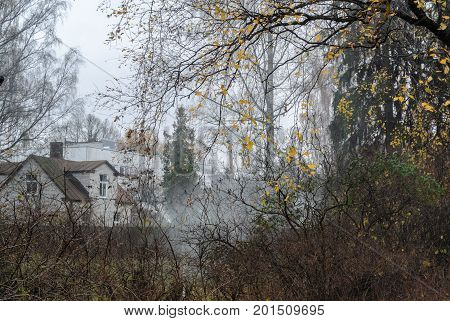 Smokey Misty Autumn Landscape With Trees With A Few Yellow Leaves