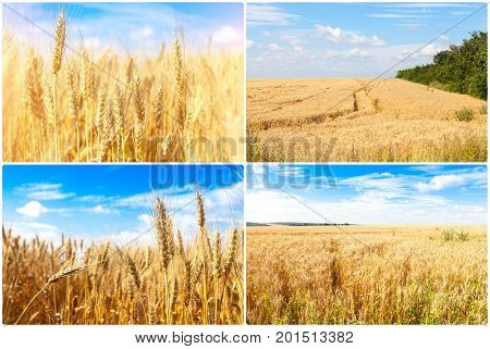 gold ripe wheat blue sky background. winter wheat field in sunlight closeup, shallow depth of field. Agriculture, agronomy and farming background. Harvest concept.