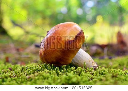 a russula foetens mushroom in the forest