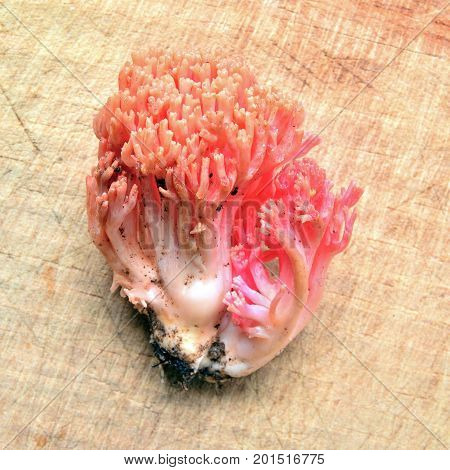 a ramaria botritys coral fungus on wood