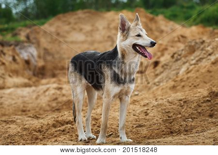Portrait of a cute grey and black dog standing and looking away a brown career background
