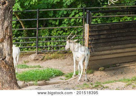Addax antelope with Curved horns on nature.