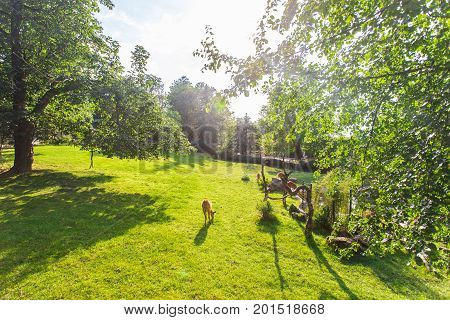 Roe deer eating fresh grass on the meadow, top view. Wildlife, animals, zoo and mammals concept.