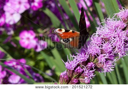 Purple floral background with butterfly peacock eye side view