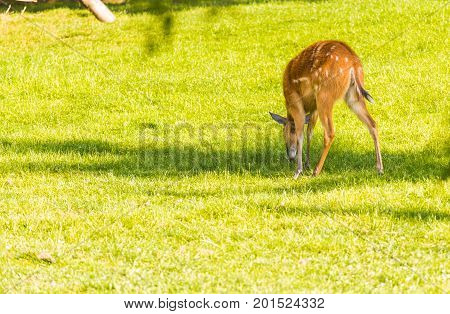 European roe deer capreolus eating green grass