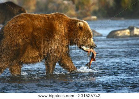 Kodiak brown bear fishing in Karluk River