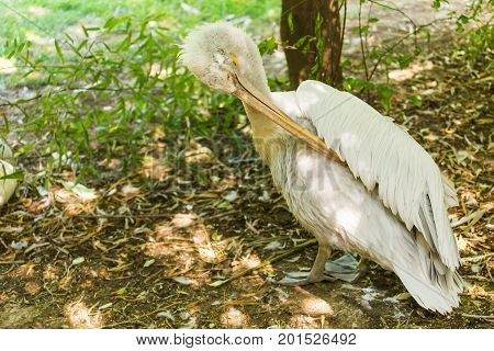 Pelican or Pink Pelican at the zoo outdoors