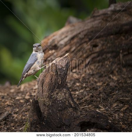 Beautiful Nuthatch Bird Sitta Sittidae On Tree Stump In Forest Landscape Setting