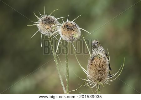 Beautiful Juvenile Siskin Bird Spinus Spinus On Teasels In Forest Landscape Setting