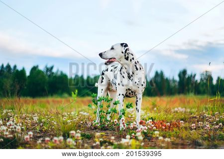 Adorable dalmatian dog is standing in a meadow, looking away, green grass and flowers background