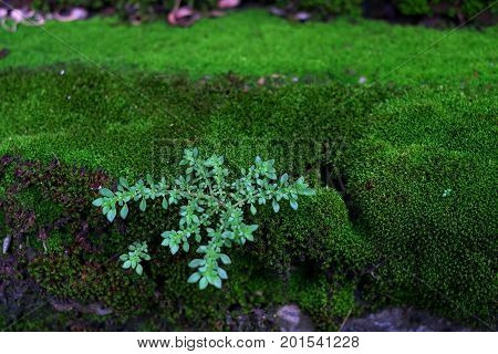 green mos image or green mos background