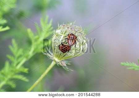 two Graphosoma lineatum insects on a plant