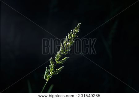 The Spike Of Meadow Grass Growing Out Alone At Night.