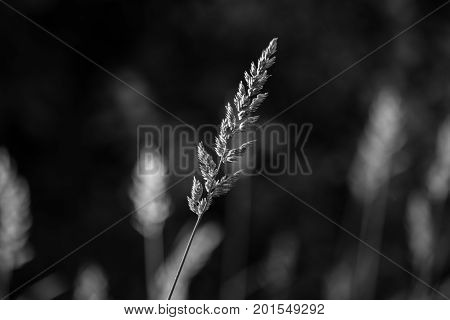 The Spike Of Meadow Grass Growing Out Alone At Night.