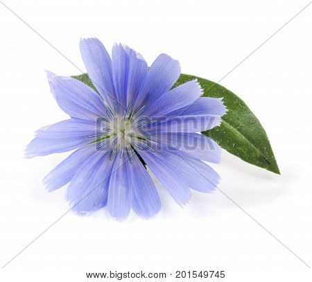 Chicory flower with leaf isolated on white background macro.