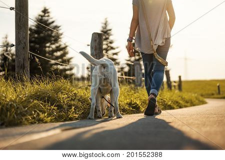 labrador dog and young woman go for a walk by sunset