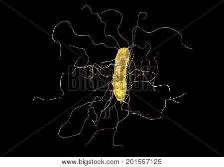 Clostridium difficile bacterium isolated on black background, 3D illustration. Bacteria which cause pseudomembraneous colitis and are associated with nosocomial antibiotic resistance