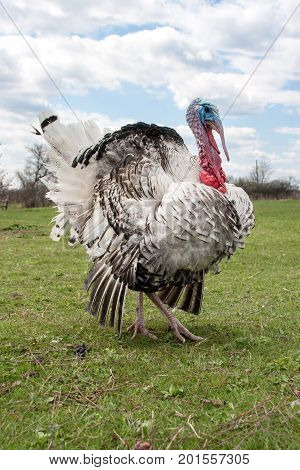 turkey male or gobbler closeup on green grass with blue sky.