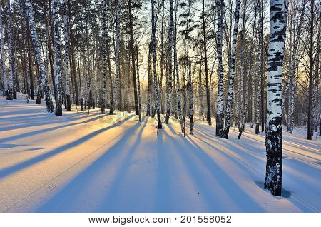 Winter landscape - Sunset in the birch grove. Golden sunlight among white trunks of birch trees and blue shadow on the white snow.