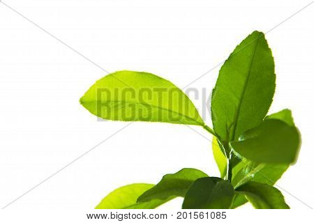 Green Leaf Set Isolated On White Background.
