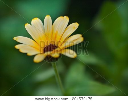 Yellow flower closeup. Summer flower background. Macro