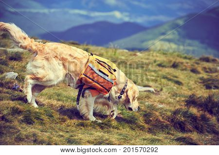 A dog lifeguard with a backpack in a hike in the summer.