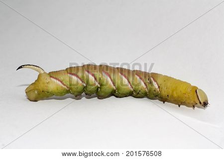 caterpillar of sphinx ligustri on white background