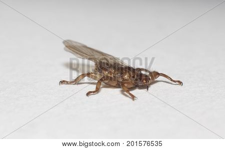 Lipoptena cervi (moose louse) extreme closeup shot
