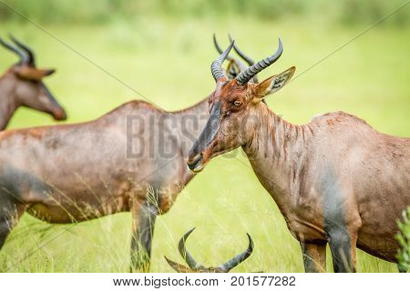 Side Profile Of A Tsessebe In A Group.