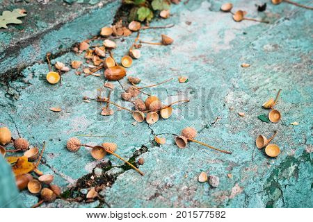 Fallen leaves, crashed acorn shells and acorn lying on old blue floor - beautiful outdoor background with autumn atmosphere, nature landscape photography