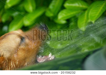 Szórakozás a spray