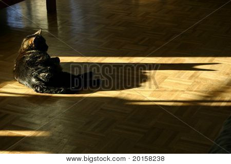 macska egyedül ez az árnyék