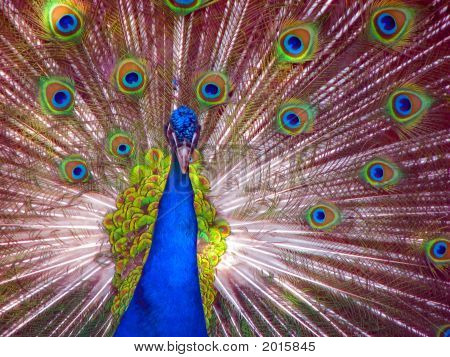 Pfau in Vollanzeige