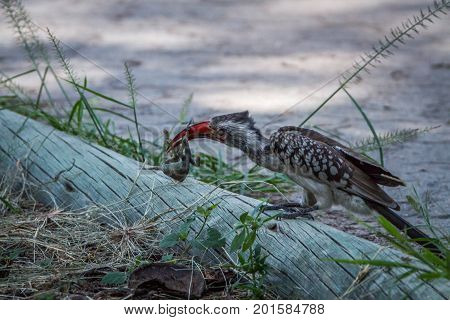 Red-billed Hornbill Eating A Frog.