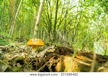 Mushroom orange-cap boletus in the forest bathed in natural light.