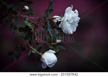 White flowers and buds of a dogrose. One blossom in focus. Blurred magenta background.