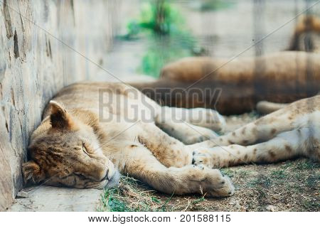 Several Lions From The Family, Sleeping In A Hot, Sunny Day
