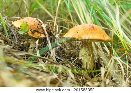 Mushroom boletus in the forest bathed in natural light.